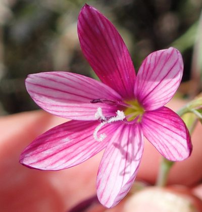 Geissorhiza inconspicua, photographed by Nicola van Berkel