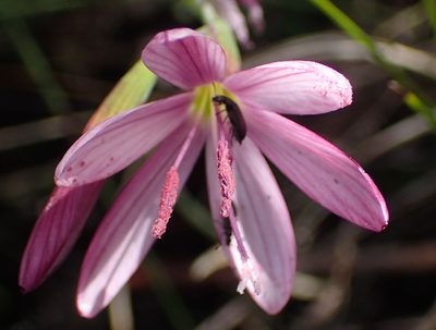 Geissorhiza inconspicua, photographed by Nicola van Berkel