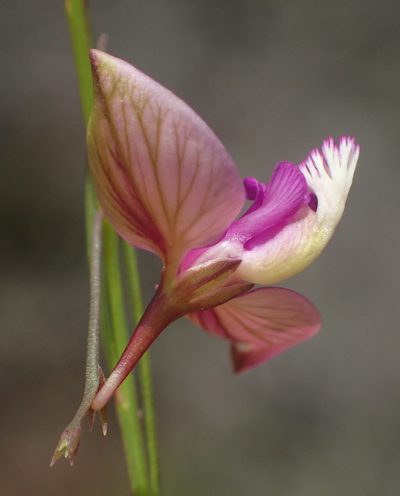 Polygala refracta, photographed by Nicola van Berkel