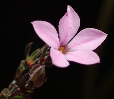 Acmadenia rupicola
