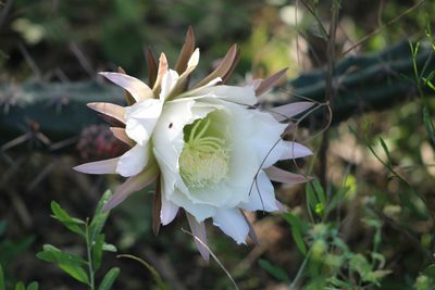 Harrisia tortuosa, photographed by demianlescano