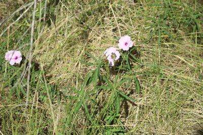 Ipomoea platensis, photographed by demianlescano