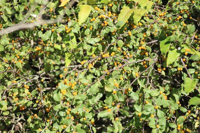 Lycium boerhaviifolium, photographed by demianlescano