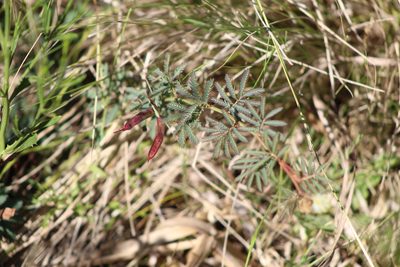 Desmanthus acuminatus, photographed by demianlescano