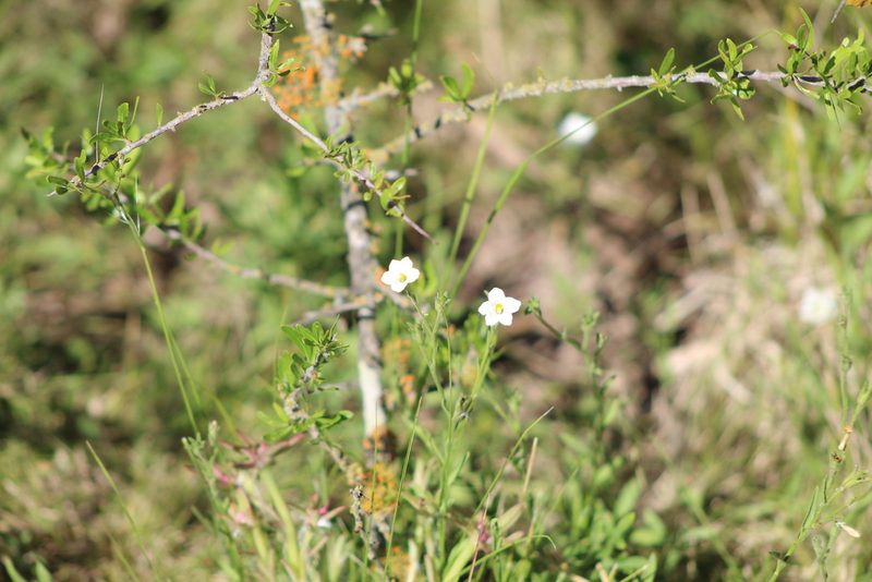 Bouchetia anomala, photographed by demianlescano