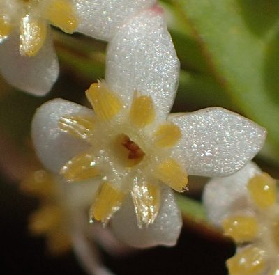 Struthiola dodecandra, photographed by Nicola van Berkel