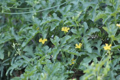 Cucurbitella asperata, photographed by demianlescano