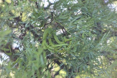 Neltuma alba, photographed by demianlescano