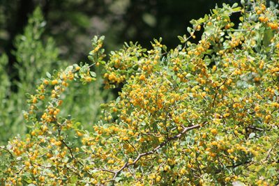Lycium boerhaviifolium, photographed by demianlescano