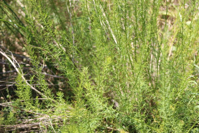 Baccharis ulicina, photographed by demianlescano
