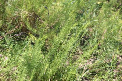 Baccharis ulicina, photographed by demianlescano