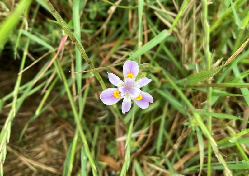 Moraea setifolia, photographed by Justin Ponder