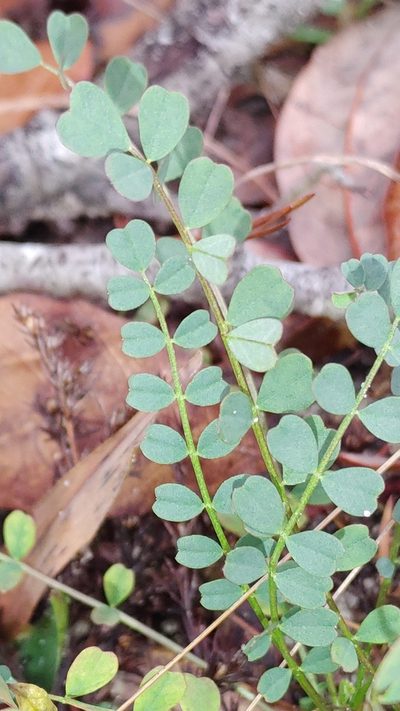 Astragalus obcordatus, photographed by Scott Allen Davis
