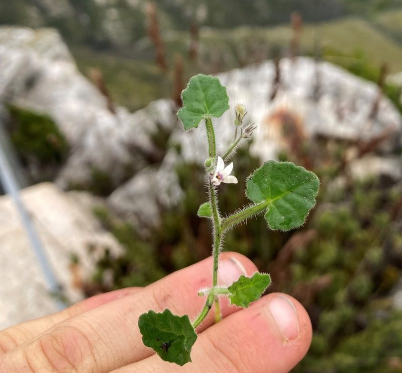 Lobelia ardisiandroides, photographed by Justin Ponder