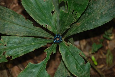 Pollia condensata, photographed by Andreas Schneider