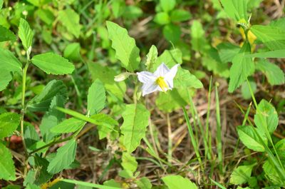 Solanum juvenale, photographed by Lauu