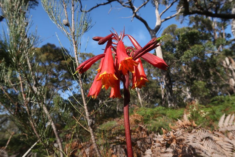 Blandfordia punicea, photographed by Cowirrie