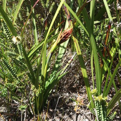 Blandfordia punicea, photographed by Cowirrie
