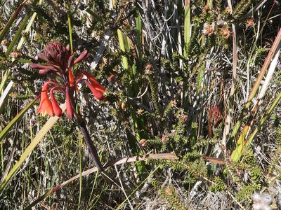 Blandfordia punicea, photographed by Cowirrie