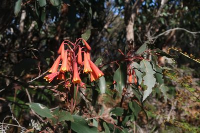 Blandfordia punicea, photographed by Cowirrie