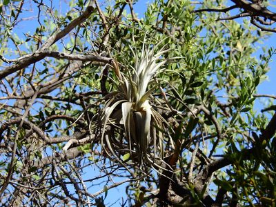 Tillandsia lorentziana, photographed by Guillermo Debandi