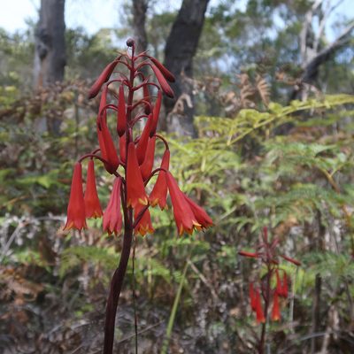 Blandfordia punicea, photographed by Cowirrie