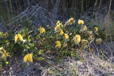 Gompholobium huegelii, photographed by Cowirrie