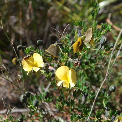 Gompholobium huegelii, photographed by Cowirrie