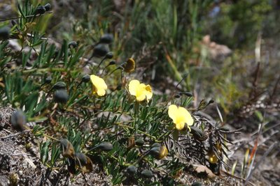 Gompholobium huegelii, photographed by Cowirrie