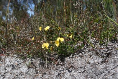 Gompholobium huegelii, photographed by Cowirrie