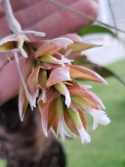 Tillandsia pohliana, photographed by Jean Carlo Mari Fanton