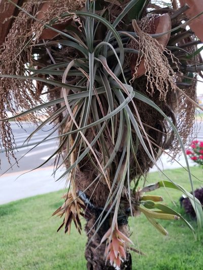 Tillandsia pohliana, photographed by Jean Carlo Mari Fanton