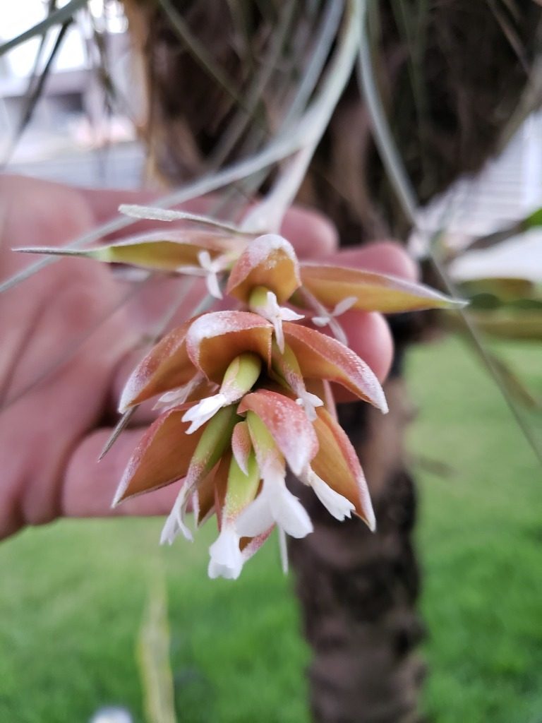 Tillandsia pohliana, photographed by Jean Carlo Mari Fanton
