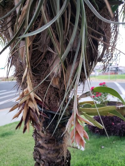 Tillandsia pohliana, photographed by Jean Carlo Mari Fanton