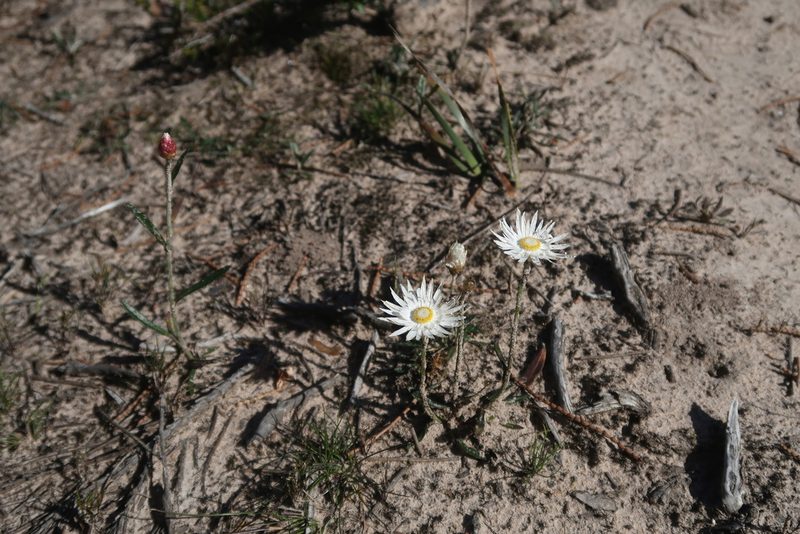 Argentipallium dealbatum, photographed by Cowirrie