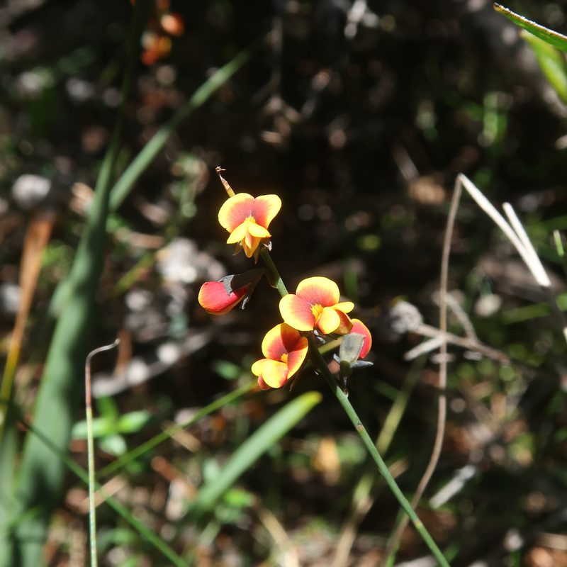 Sphaerolobium minus, photographed by Cowirrie