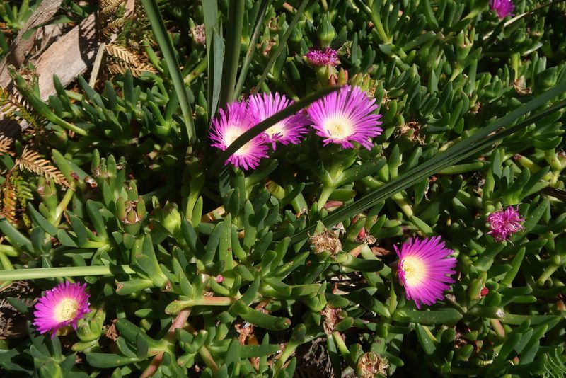 Carpobrotus rossii, photographed by Cowirrie