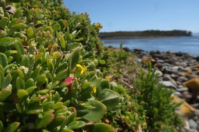 Tetragonia implexicoma, photographed by Cowirrie