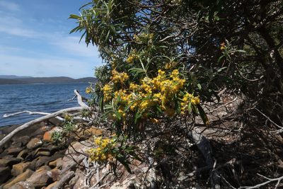 Bedfordia salicina, photographed by Cowirrie