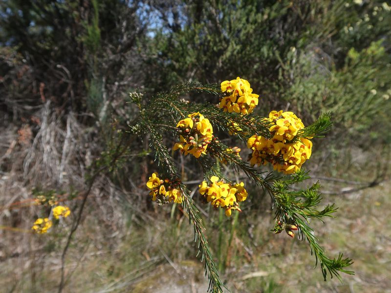 Dillwynia glaberrima, photographed by Cowirrie