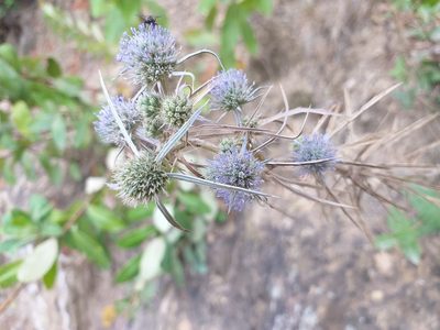 Eryngium tricuspidatum, photographed by Dyhia YOUSFI