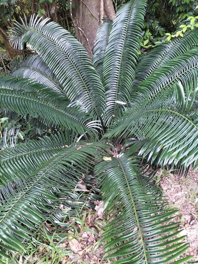 Lepidozamia hopei, photographed by Matthew Borella