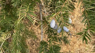 Torreya californica, photographed by Brendan Black