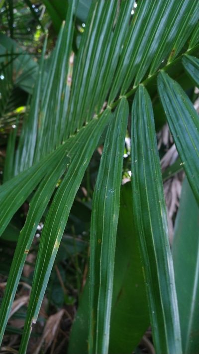 Calamus radicalis, photographed by Steve Fitzgerald