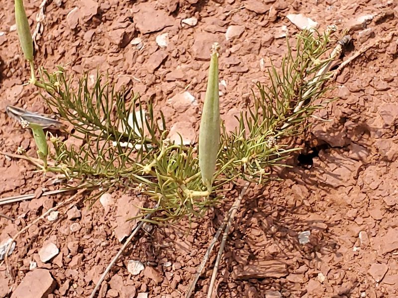 Asclepias pumila, photographed by Craig Martin
