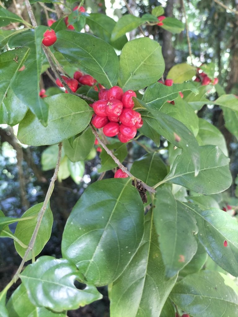 Guettardella tenuiflora, photographed by Matthew Borella