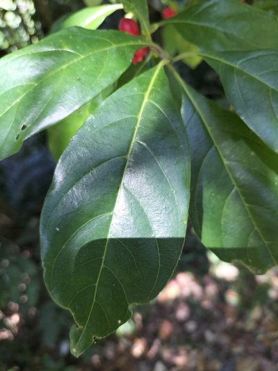 Guettardella tenuiflora, photographed by Matthew Borella