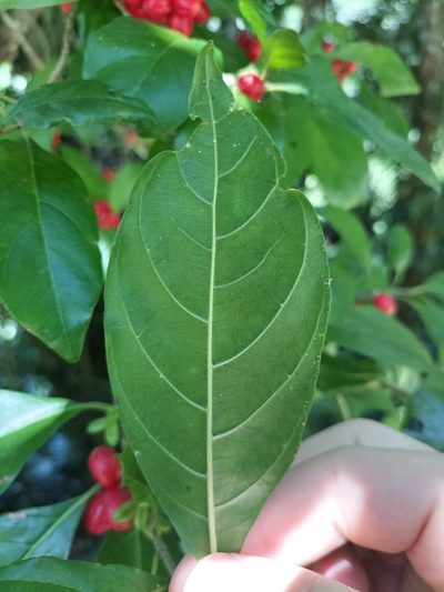 Guettardella tenuiflora, photographed by Matthew Borella