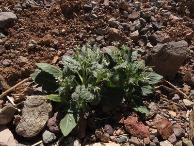 Presliophytum malesherbioides, photographed by Nicolás Lavandero