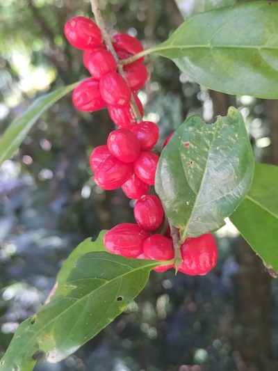 Guettardella tenuiflora, photographed by Matthew Borella